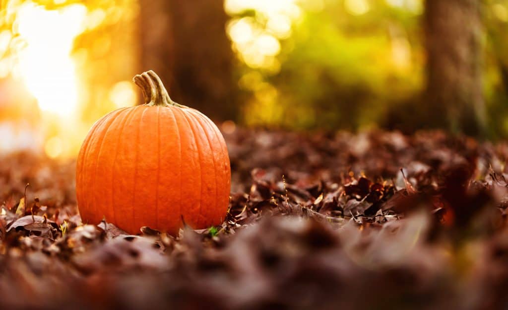 Closeup of a pumpkin on the left with fall leaves on the ground