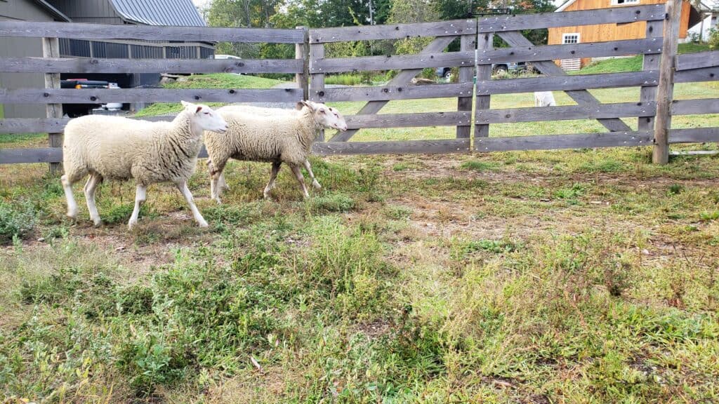 Two sheep walk side by side in the grass by a brown fence.