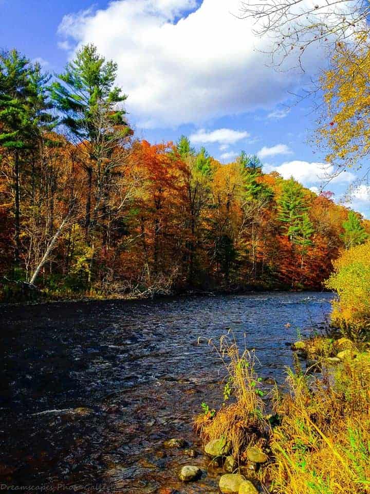 River lined with fall trees