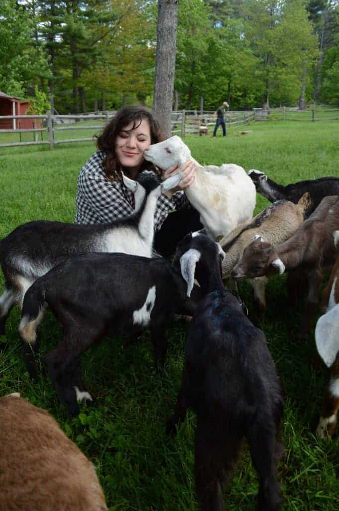 A smiling woman is surrounded by a lot of black sheep, and a white lamb is licking her face.
