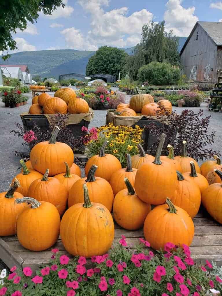 Piles of pumpkins with a mountain in the distance