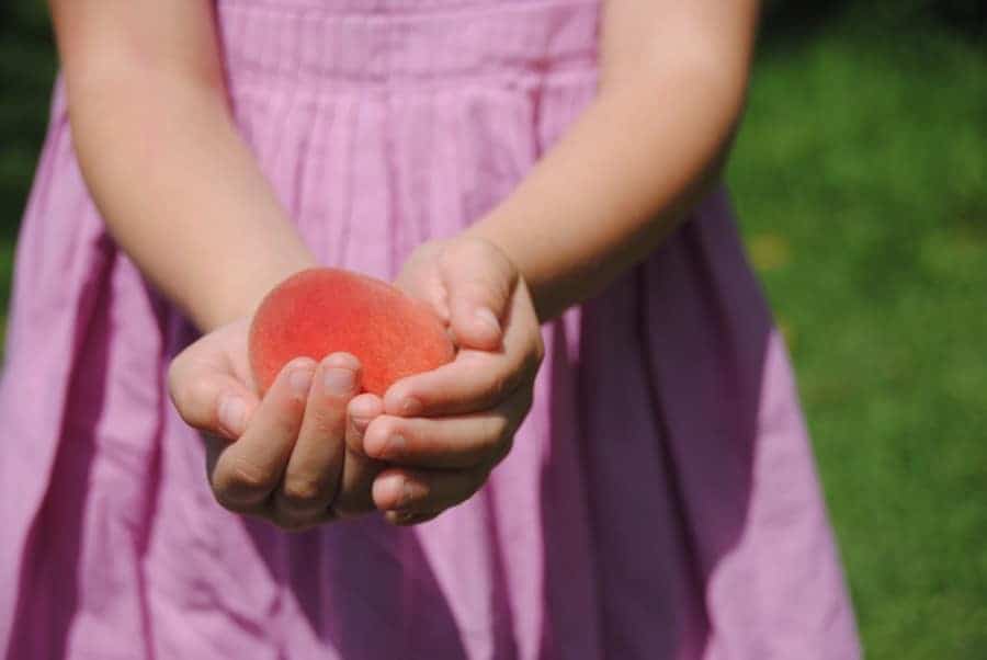 Hands holding a red peach.