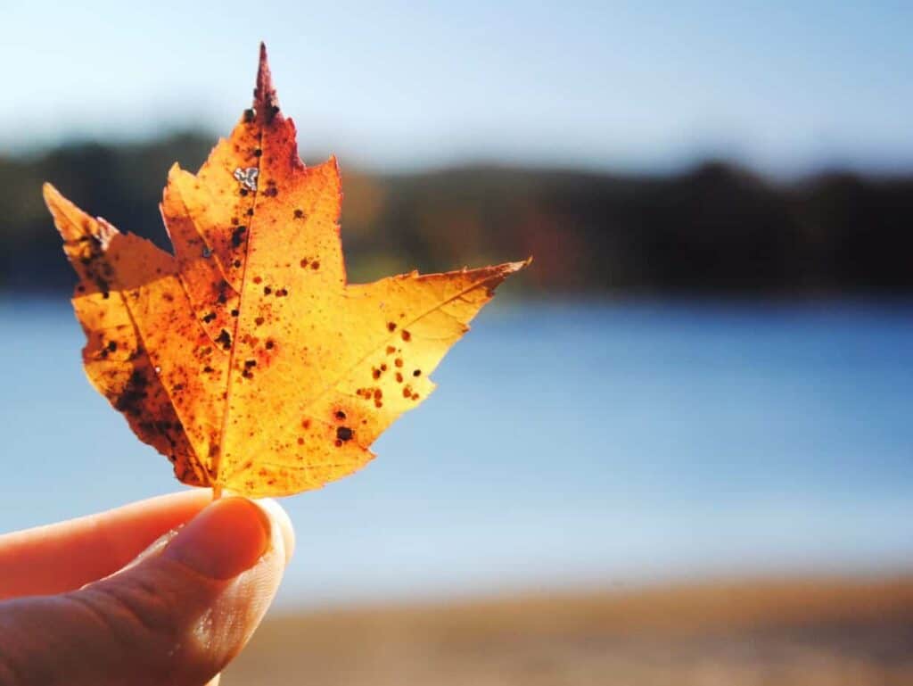 Close up of a fall leaf with holes being held by a hand in Litchfield Hills Connecticut.