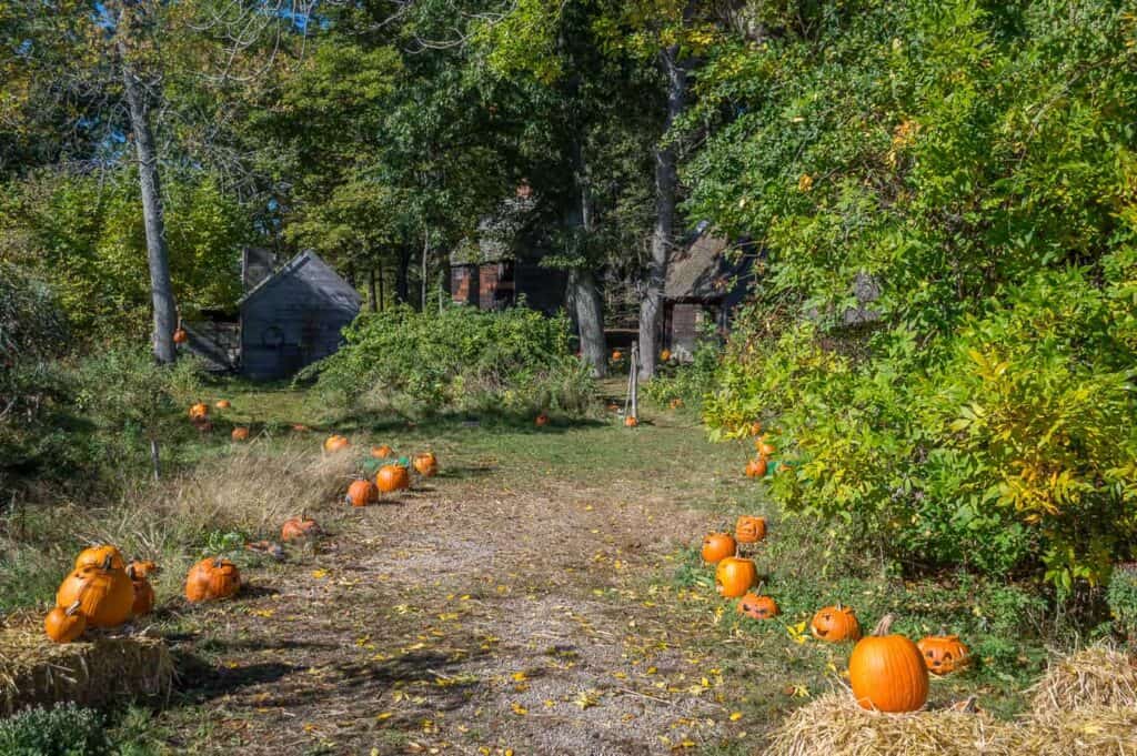 Pumpkins on a path near the woods