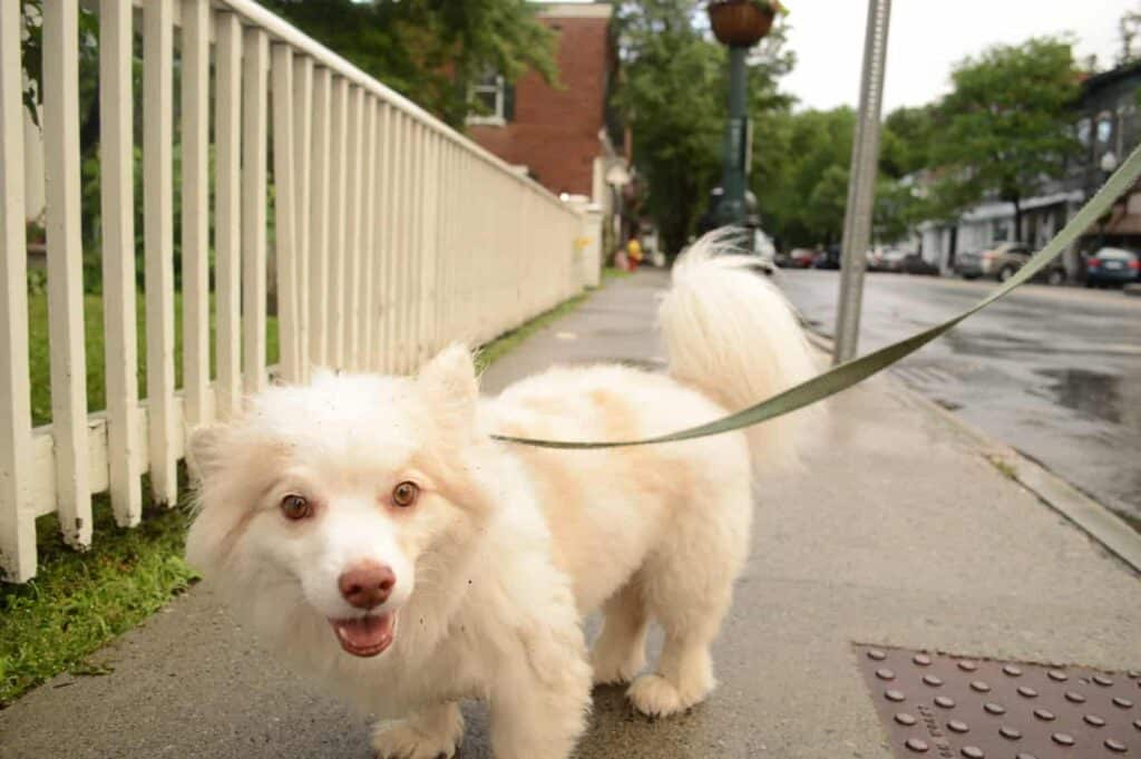 A white dog on a leash walking down the sidewalk