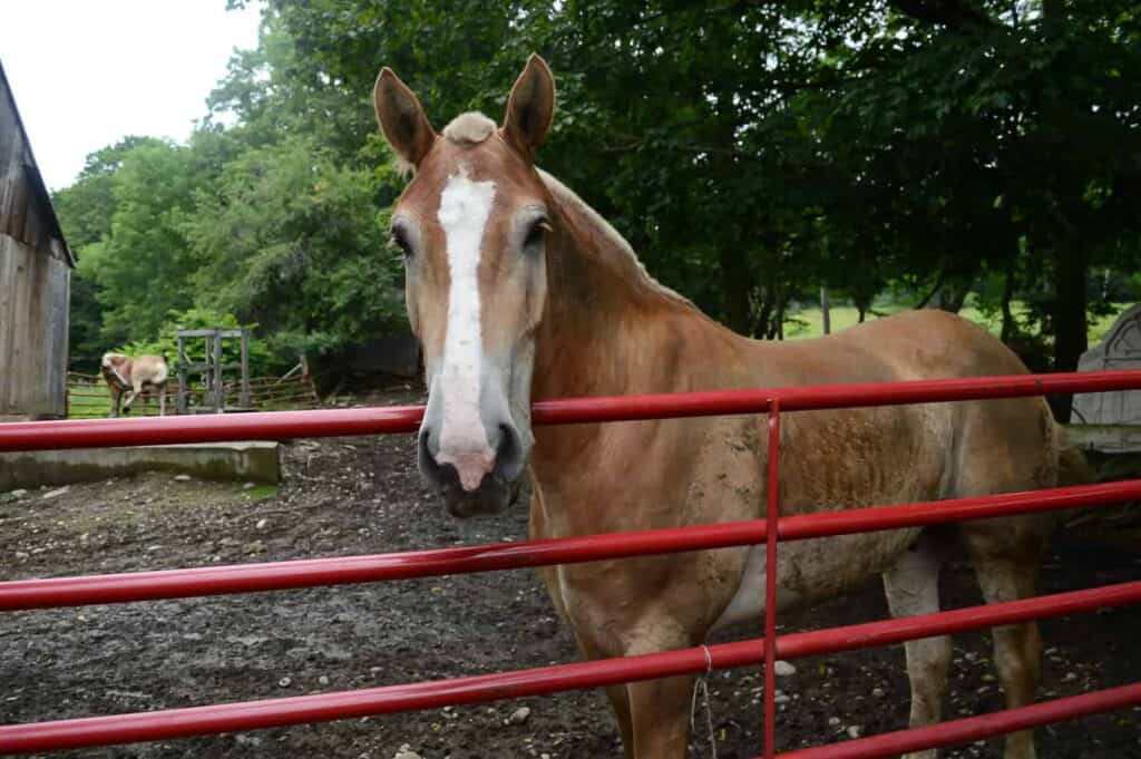 A brown horse standing next to a red fence