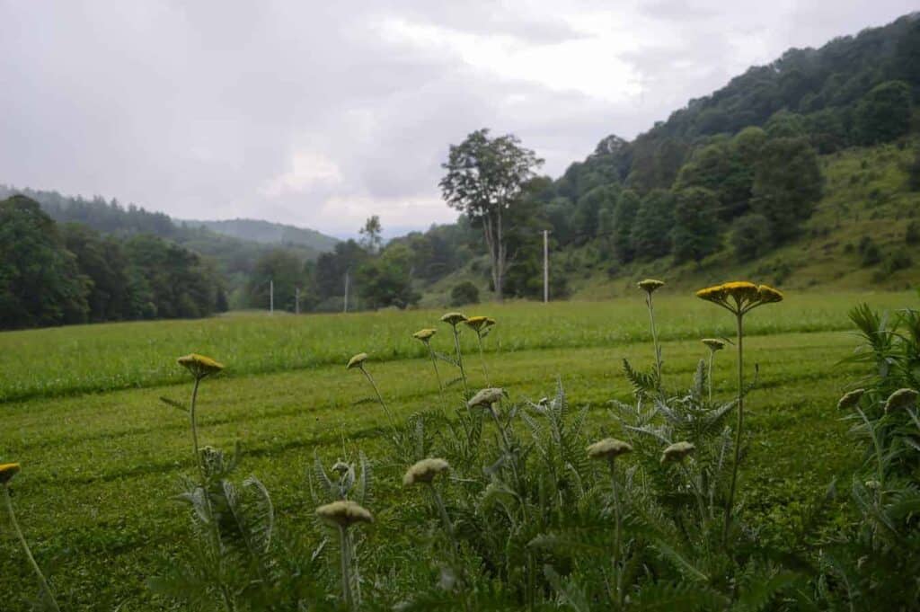 Flowers blooming in front of a view of fields and mountains in Woodstock Vermont