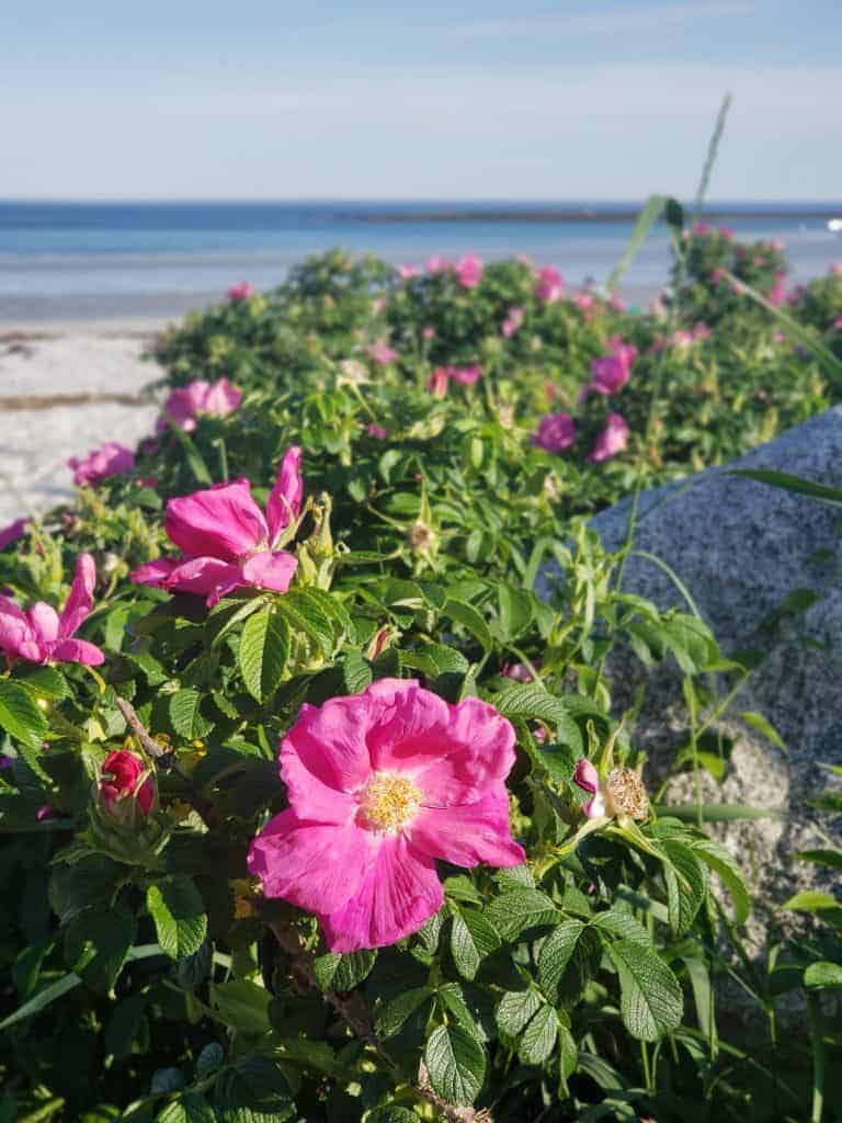 Close-up of pink flowers growing on the beach.