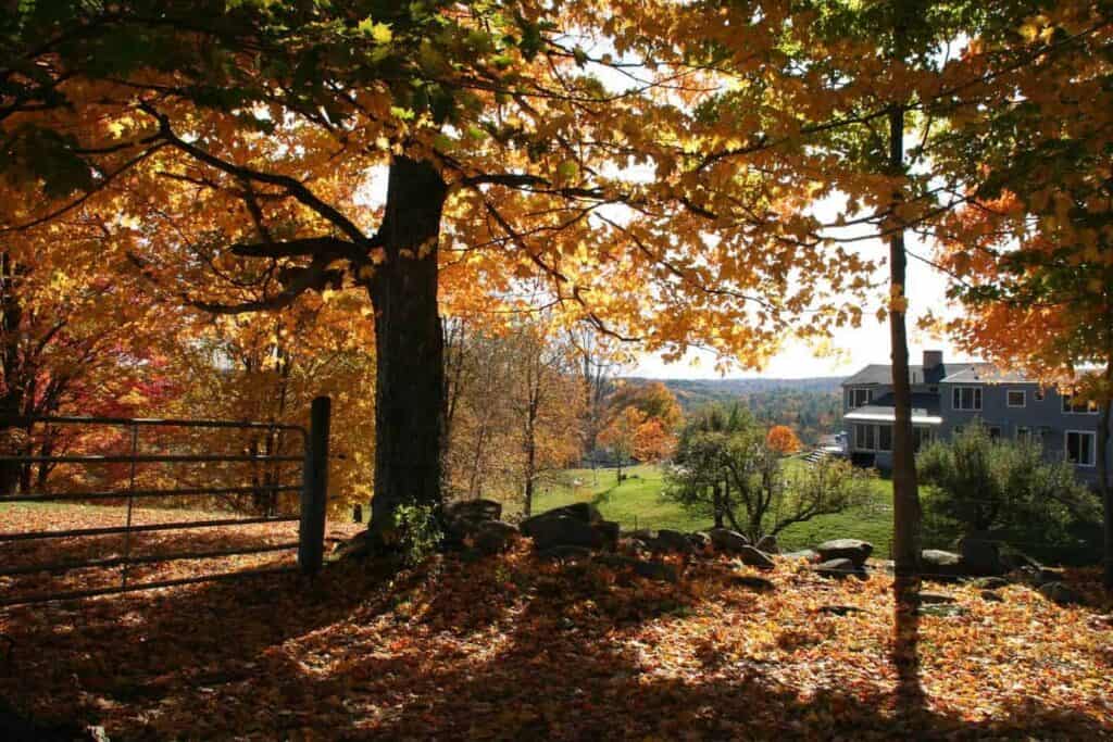 Looking through Autumn trees and a big pile of leaves at a New England Airbnb