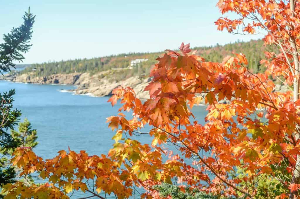 A close up of a tree with fall foliage. The background features a body of water with a rocky cliff side in Acadia National Park in Maine.