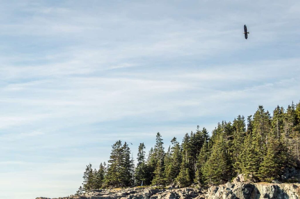 A densely forested coastline is seen with a bird flying overhead under a blue sky.