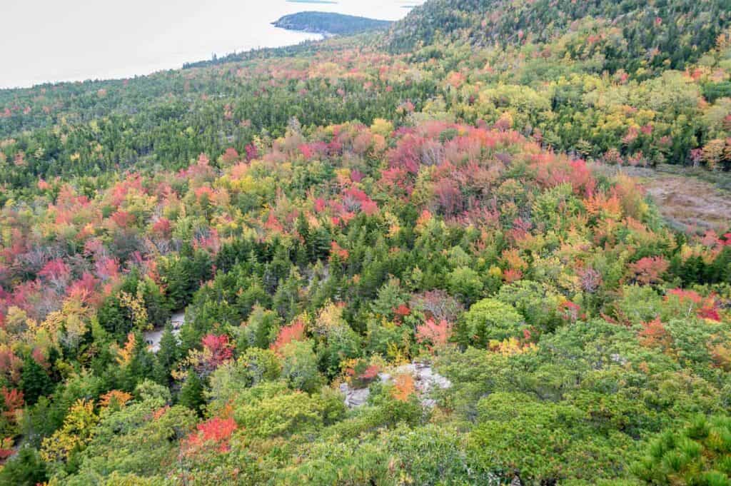 Fall colors dot a forest with the water seen in the distance.