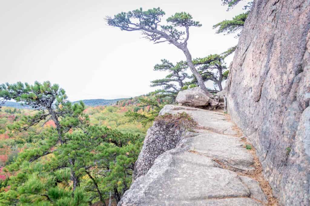 Rock path up high with a forest in the background in Acadia National Park