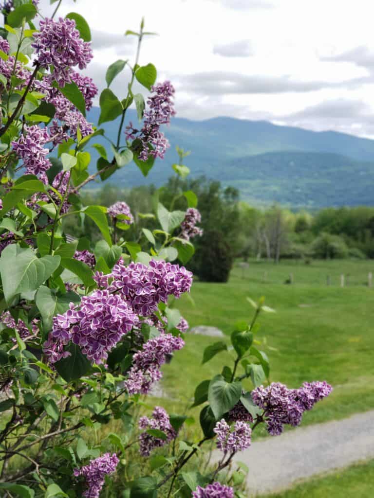 Purple flowers with a field and mountains in the distance in Stowe Vermont