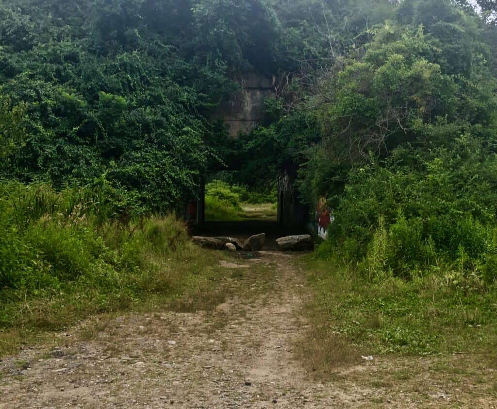 A dirt path in a forest