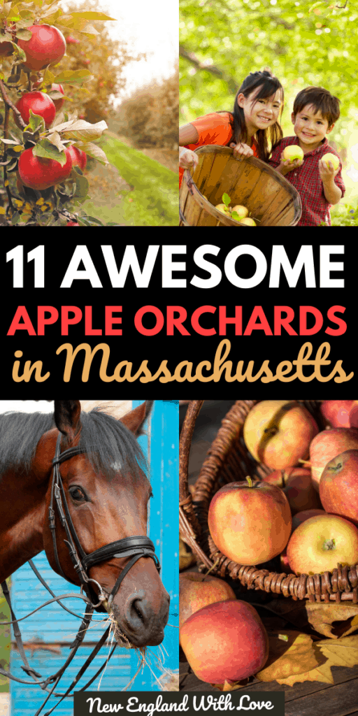 13 Great Places to Go Apple Picking in Massachusetts New England With