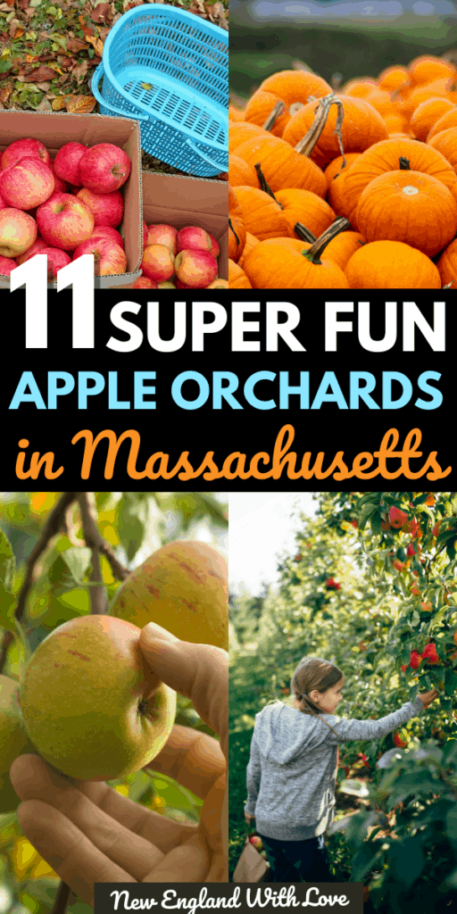 13 Great Places to Go Apple Picking in Massachusetts New England With