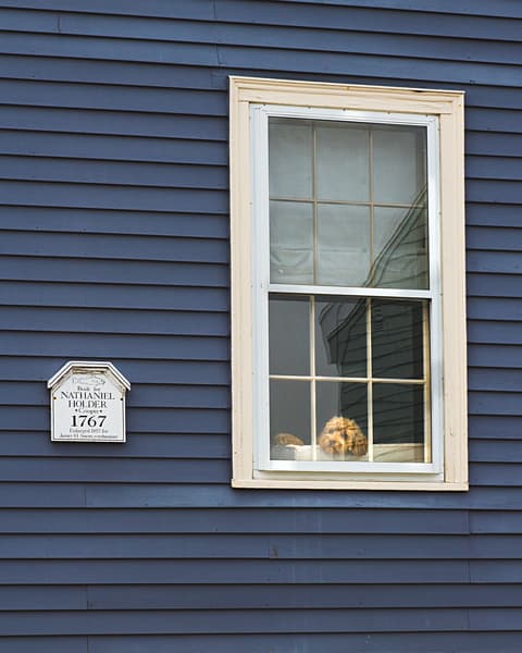 A fluffy dog looking out the window of a blue building