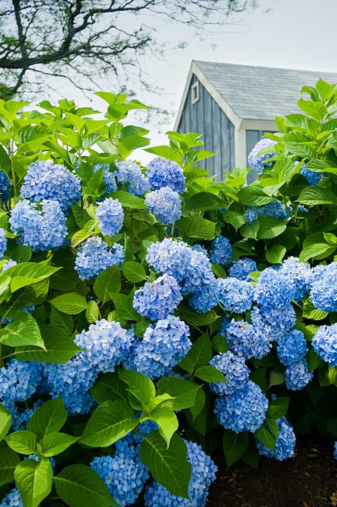 Hydrangea flowers with a small blue cottage in the background.