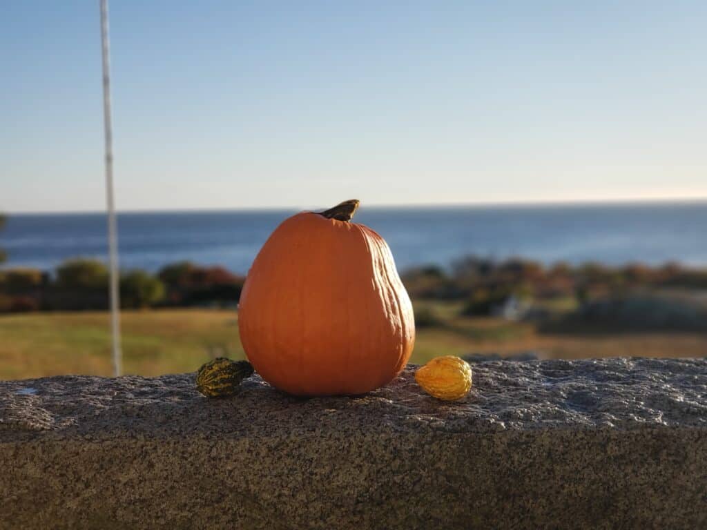 Orange pumpkin sitting on a rocky concrete ledge. The water is blurred out in the background.
