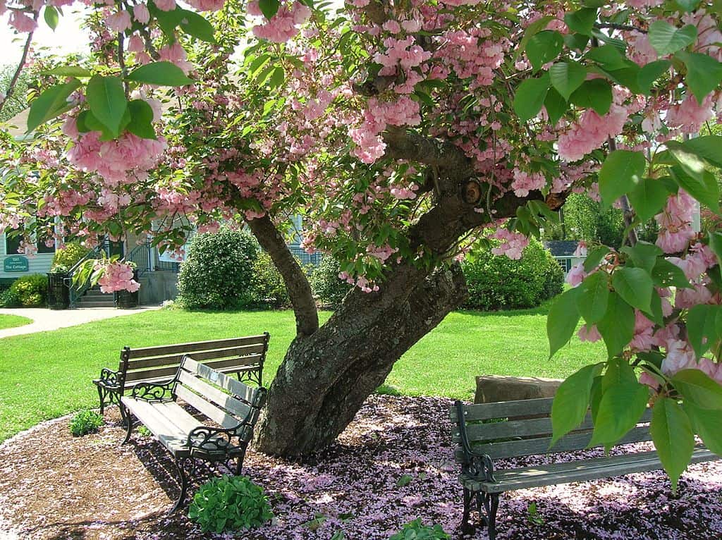 A bench next to a tree with pink flowers