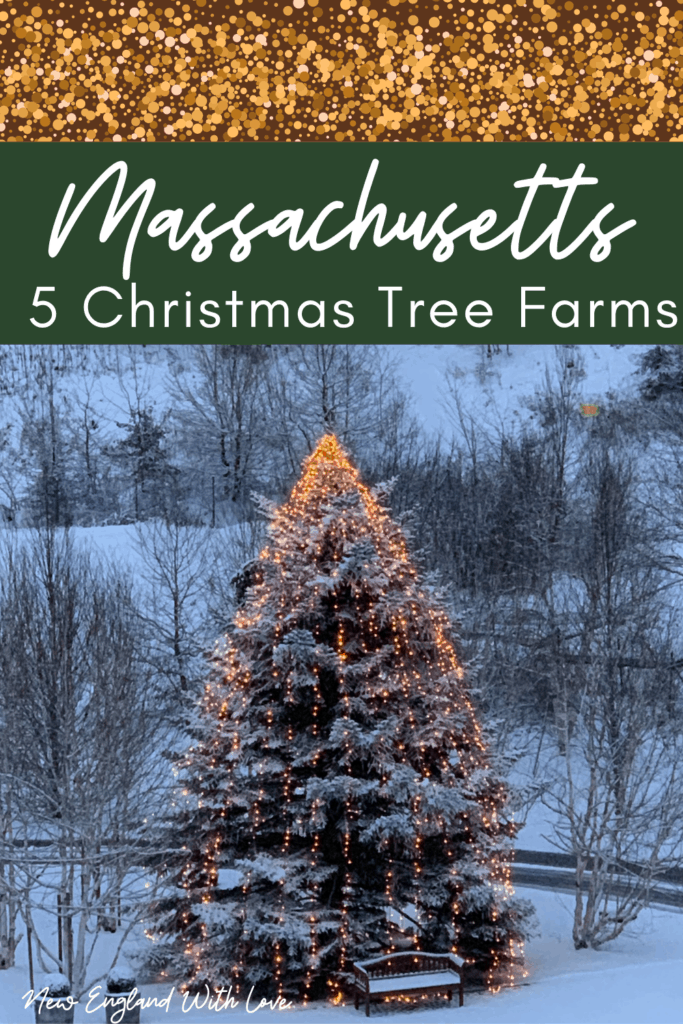 Social image created for Pinterest that says, "Massachusetts: 5 Christmas Tree Farms."