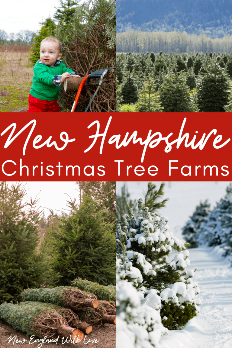 10 Best Christmas Tree Farms in New Hampshire 🌲 2023 New England With