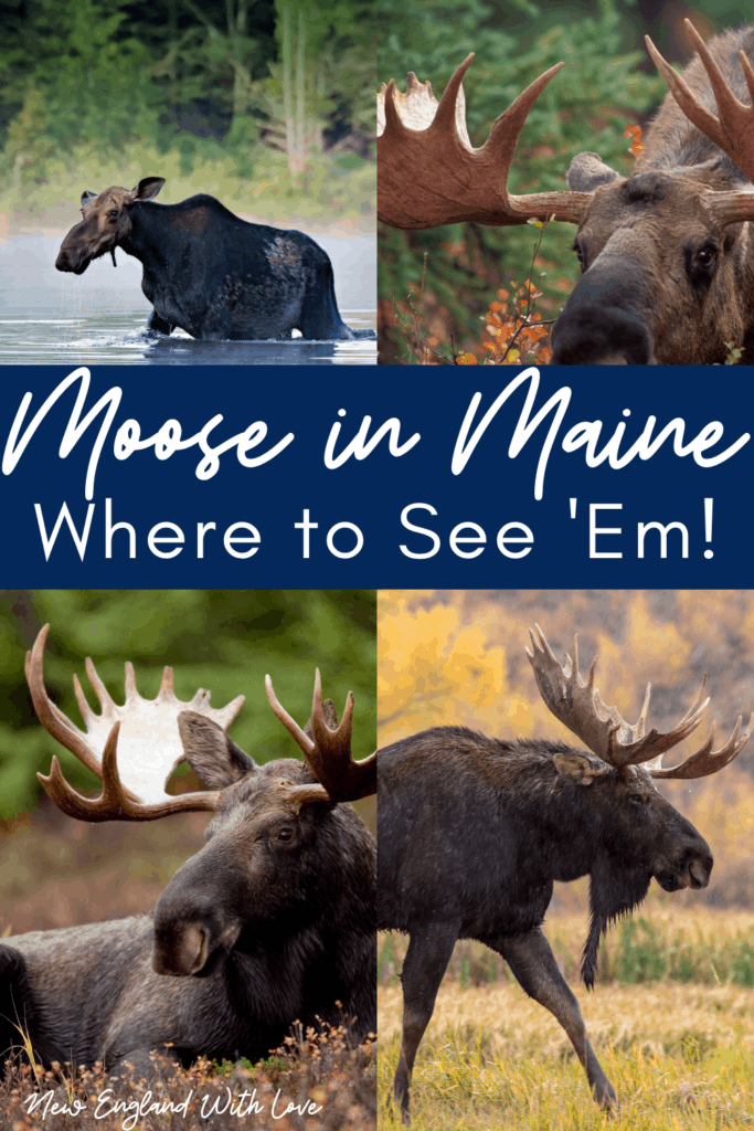 new england moose tours