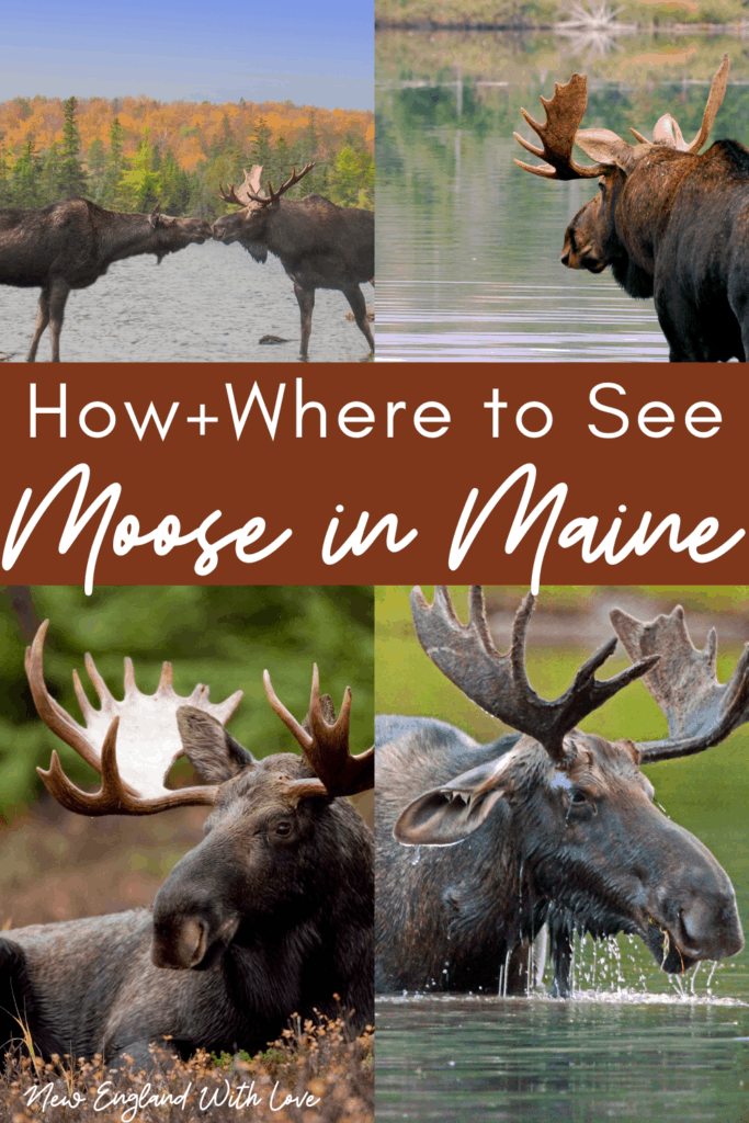 moose tours near bar harbor maine