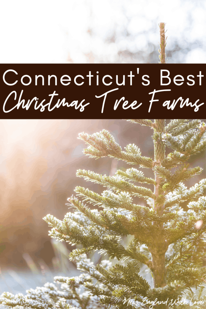 Pinterest social image that says, "Connecticut's Best Christmas Tree Farms."