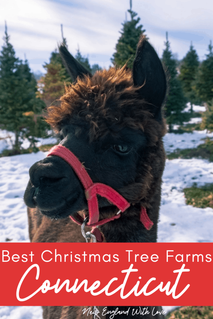 Pinterest social image that says, "Best Christmas Tree Farms in Connecticut."