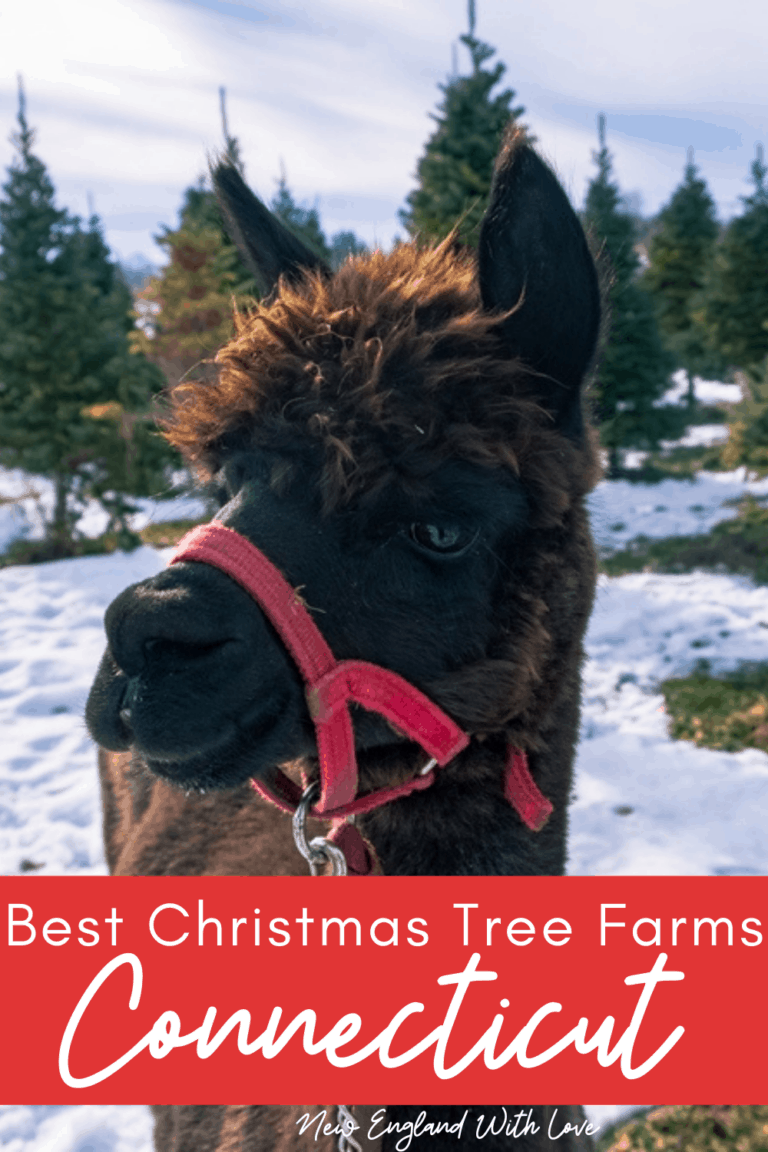 10 Best Christmas Tree Farms in Connecticut 🌲 2024 New England With Love