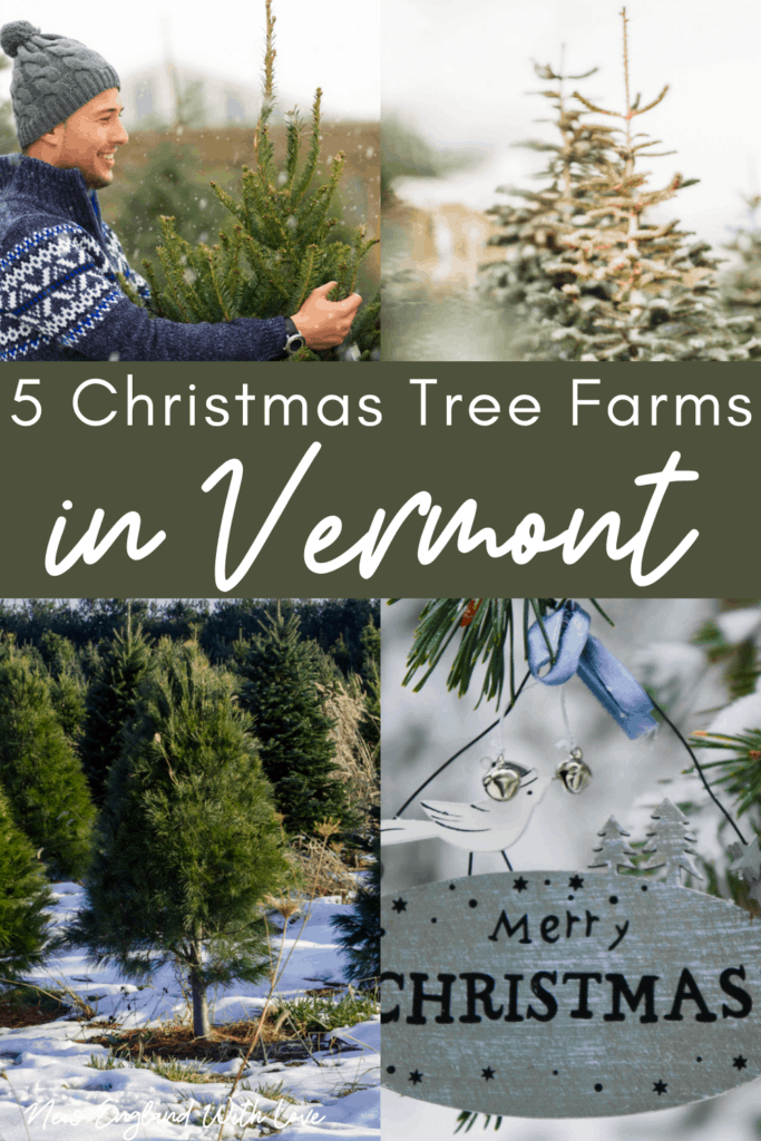 10 Best Christmas Tree Farms in Vermont New England With Love