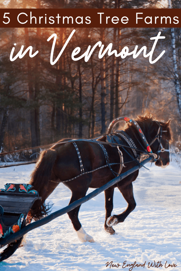 10 Best Christmas Tree Farms in Vermont New England With Love