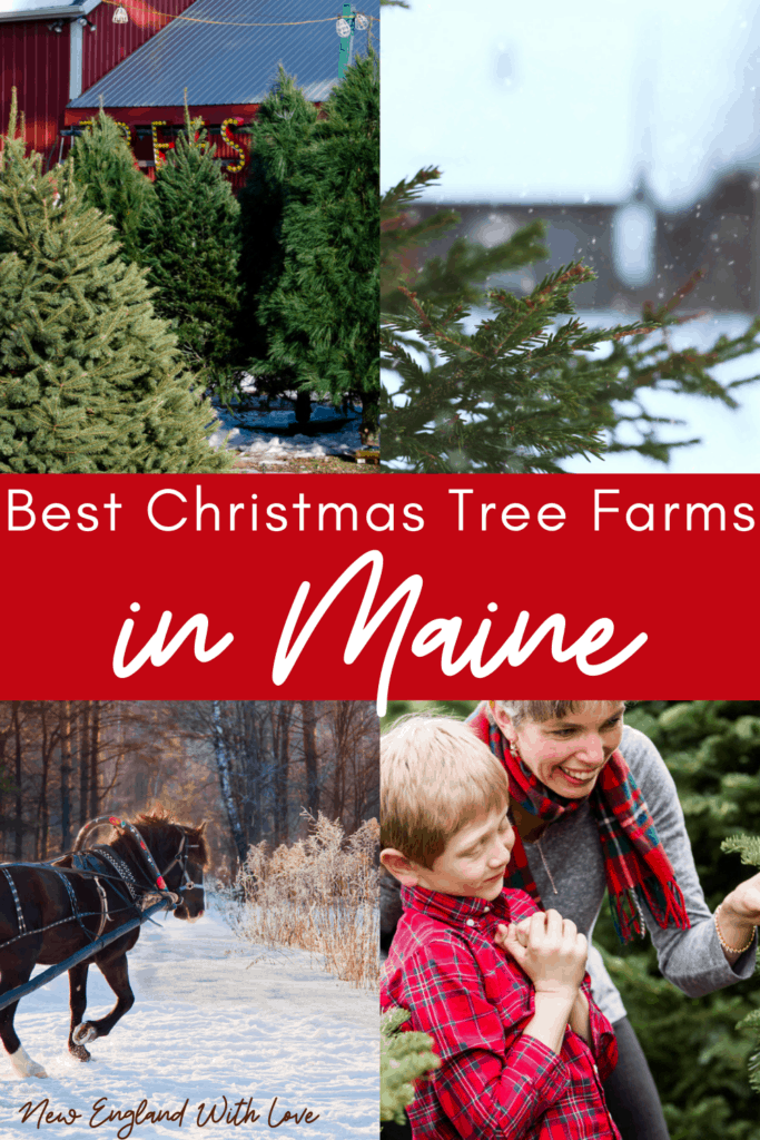 Pinterest social image that says, "Best Christmas Tree Farms in Maine."