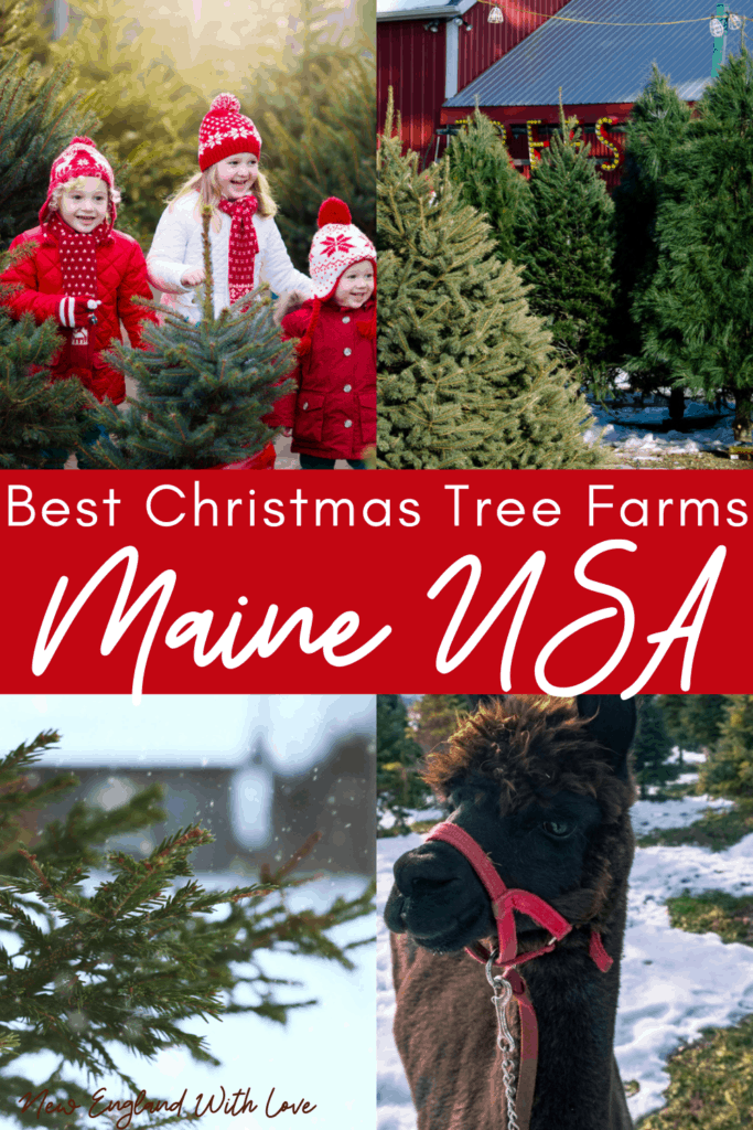 Pinterest social image that says, "Best Christmas Tree Farms: Maine, USA."