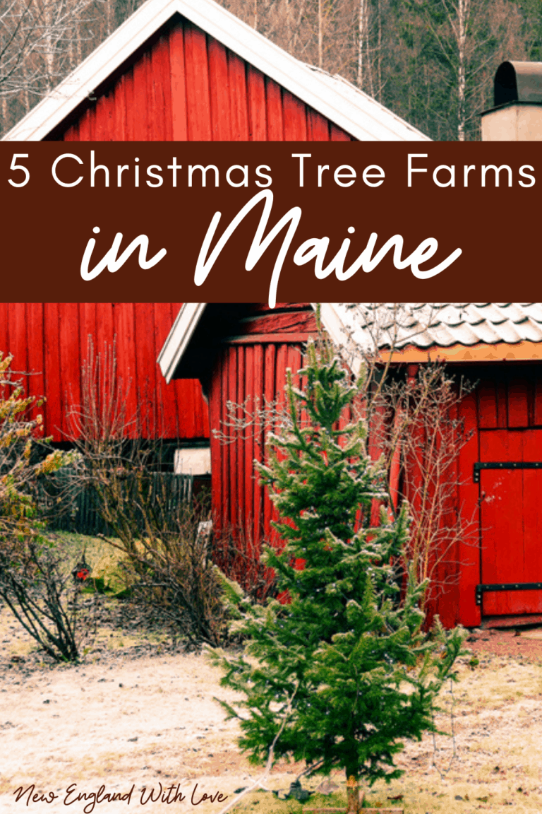 10 Best Christmas Tree Farms in Maine 🌲 New England With Love