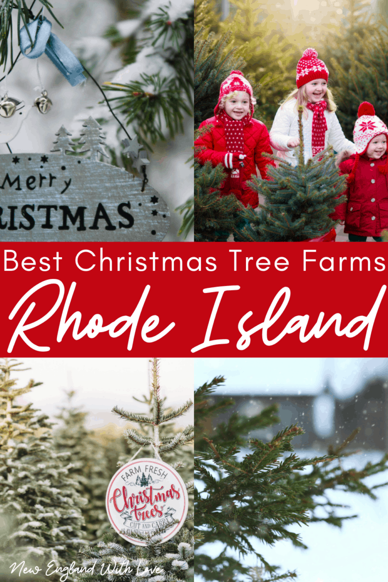 10 Best Christmas Tree Farms in Rhode Island 🌲 New England With Love