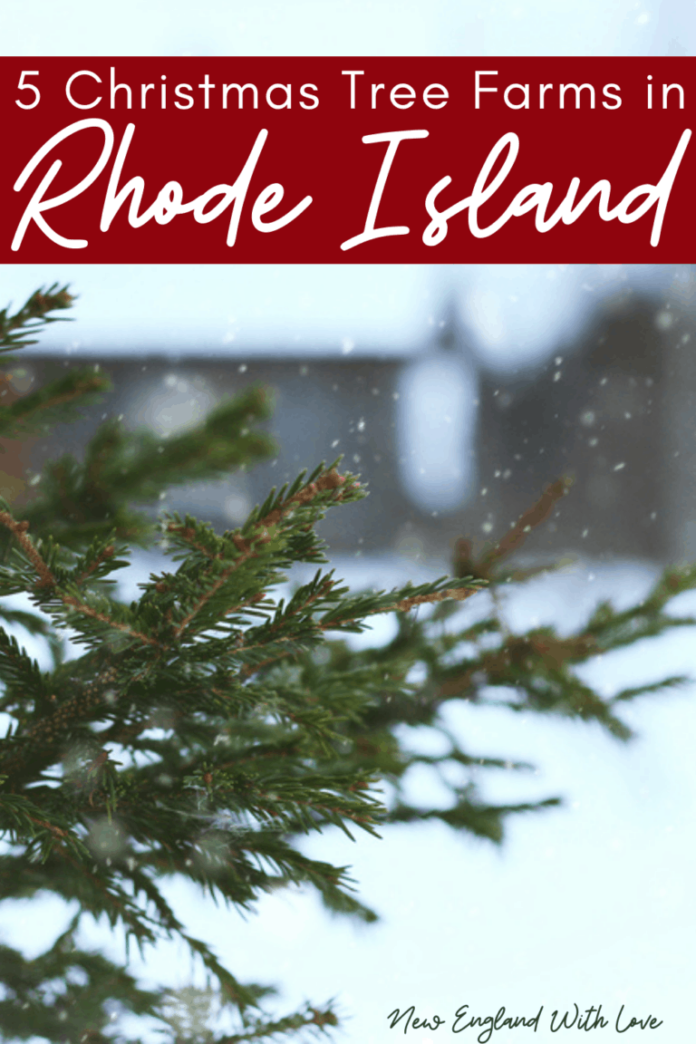 10 Best Christmas Tree Farms in Rhode Island 🌲 New England With Love