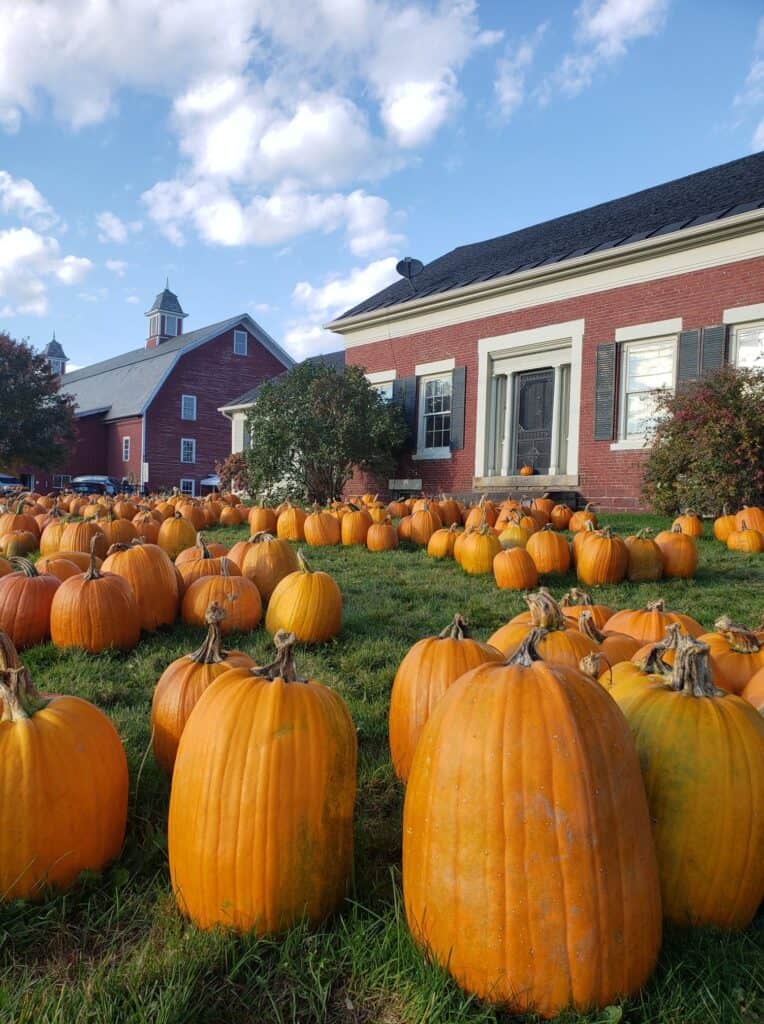 Many pumpkins on the ground outside of a brick house