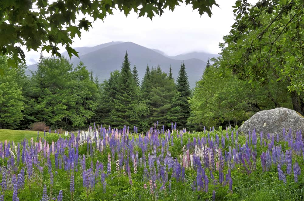 A field of lavender flowers in front of tall trees and mountains in the distance