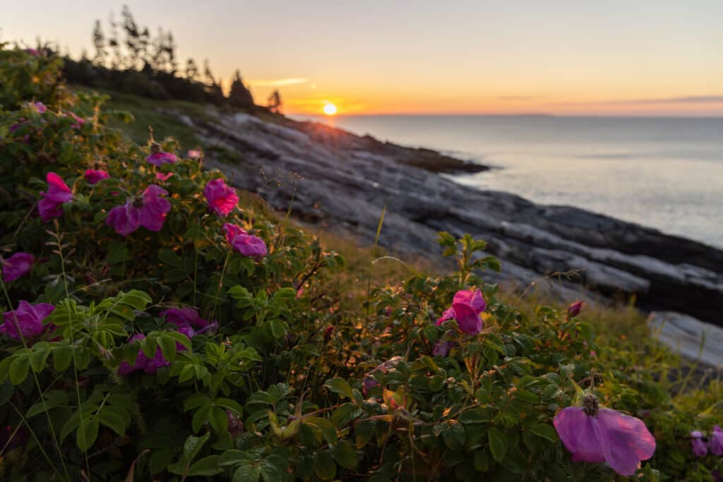 Image of a sunrise in Maine over the rocky coast, bright pink flowers in the foreground.