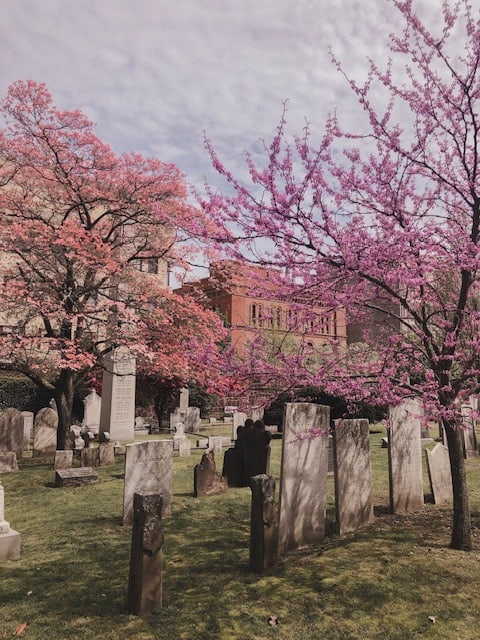 Trees with pink flowers in an old cemetery under grey skies