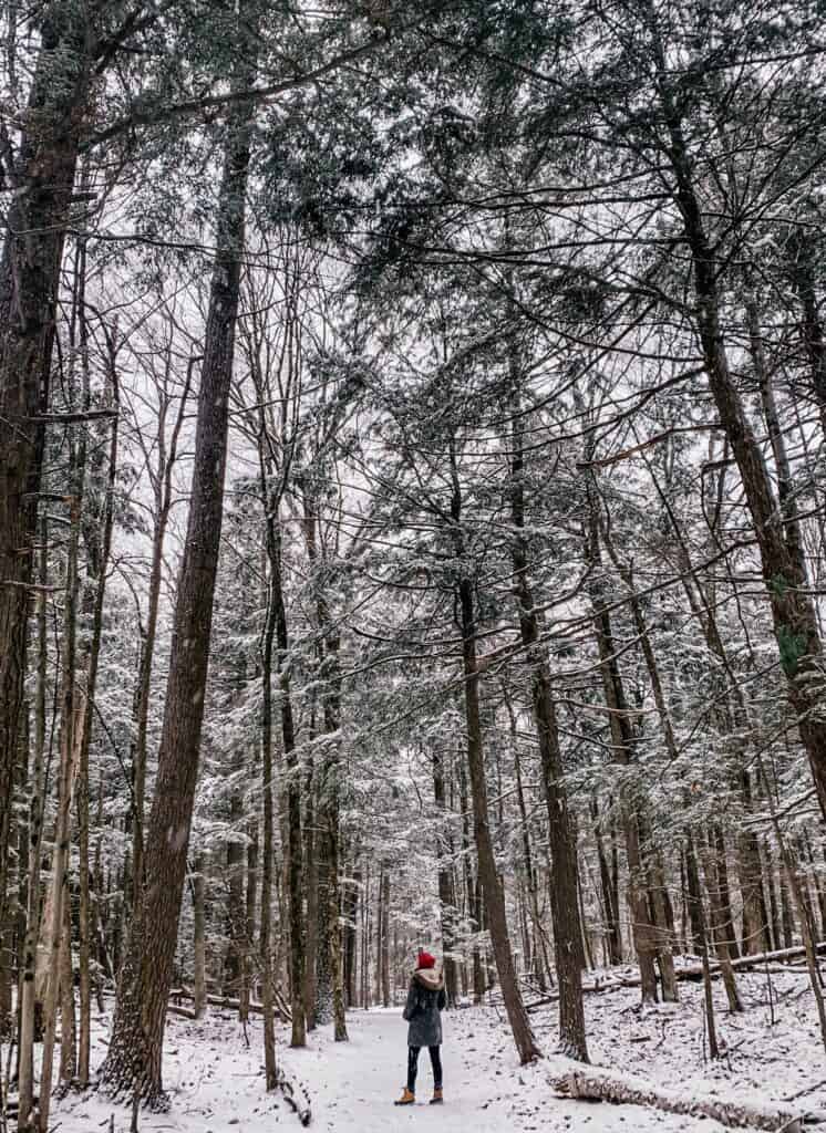 Tall forest trees dead in winter covered in snow. A woman in a winter jacket and red hat stands between the trees on hiking trails near Burlington, Vermont.