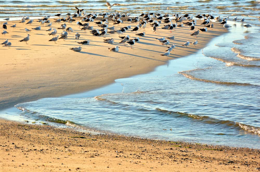 Birds flocking on a sandy coastline.