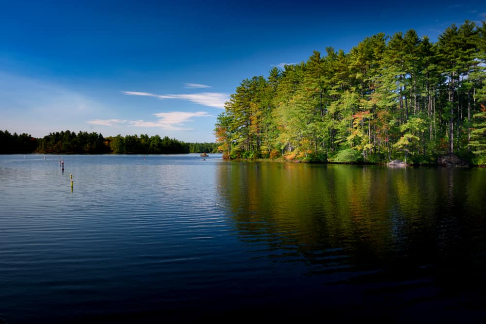 A body of water near tall trees
