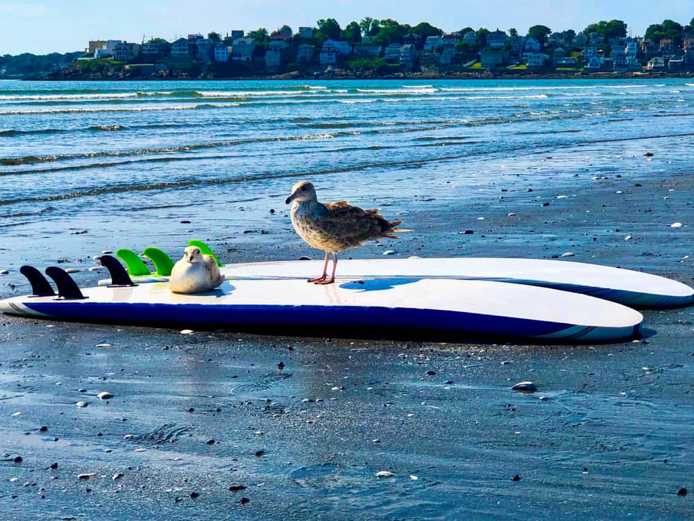 Two birds sit on a white surfboard in the sand. Homes can be seen along the water in the distance.