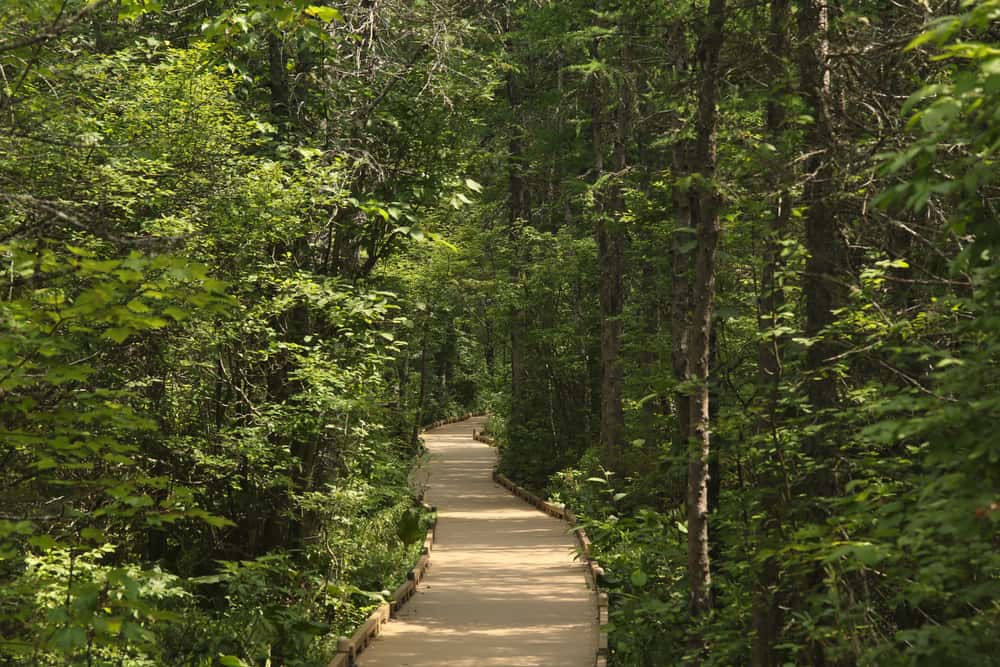 A white path in the midst of the forest