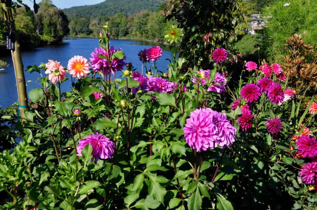 Pink and purple flowers in a bush, with a river in the background in the Pioneer Valley of Western Massachusetts