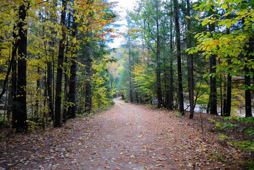 Serene road covered in dead leaves surrounded by trees with fall foliage in the Pioneer Valley of Western MA